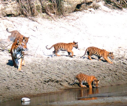 Tiger-cub-roaming-at-Bardia-national-park